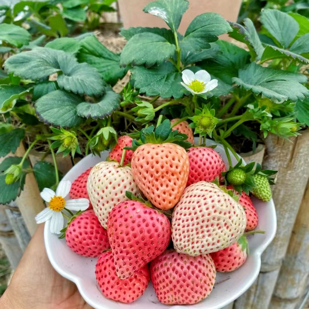 💯正品【三十款草莓種子】丹東草莓 四季種植當年 開花結果爬藤草莓 新種籽發芽率100%陽台庭院盆栽高產 奶油草莓 高產