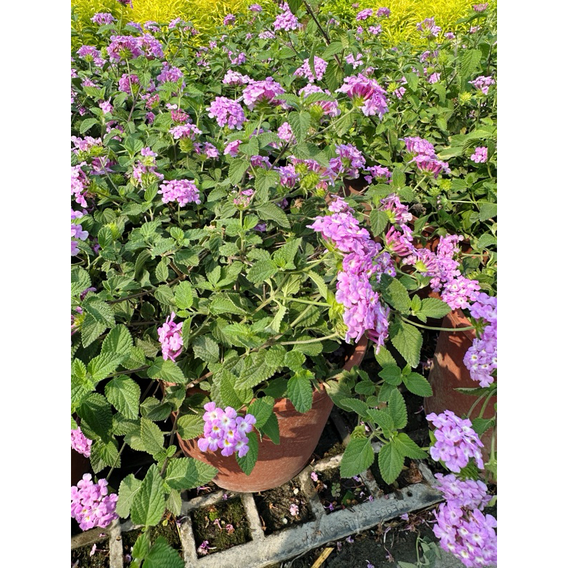 ｛英宏｝紫花馬櫻丹3吋 蔓性馬纓丹 花色多終年開花草花