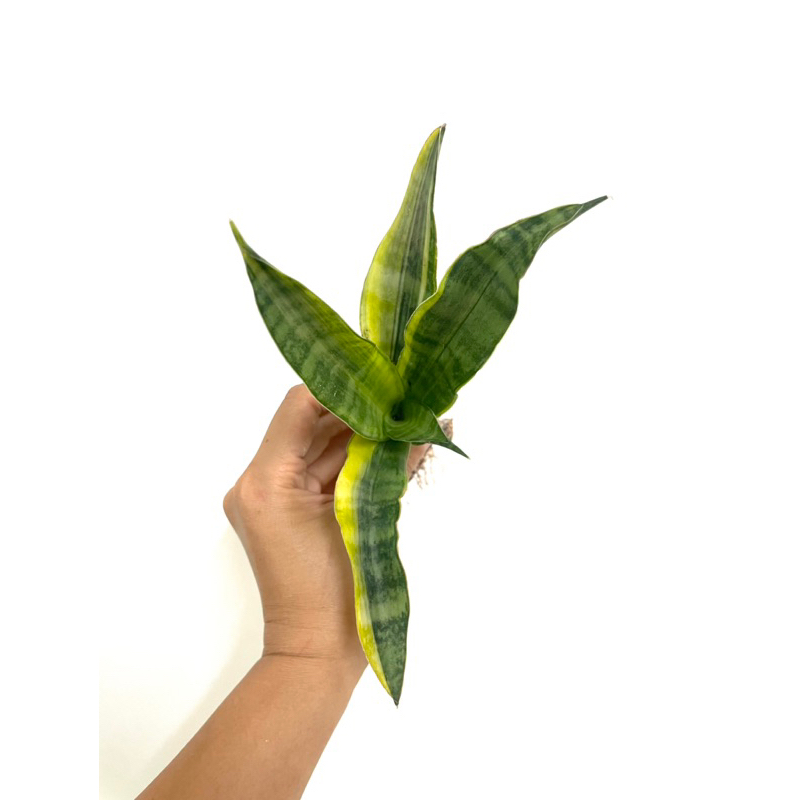 虎尾蘭-爪哇錦（現切側芽、裸根出售）
