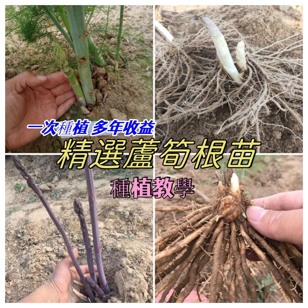 三年苗蘆筍根苗 當年可收獲 多年採摘蔬菜苗 綠色紫色 蘆筍根苗食用蘆筍苗四季多年生陽臺盆栽種植