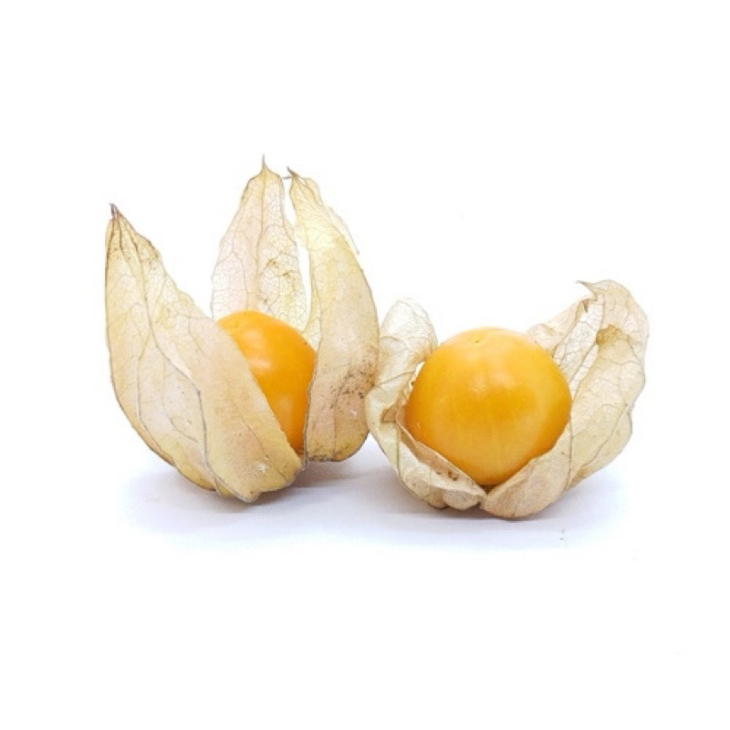 大果燈籠果種子(黃金莓)~Ground Cherry~精選日本大果實品種