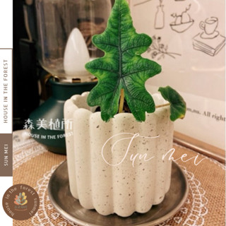 森美植所/水泥盆/花盆/觀葉盆/水泥盆/手指餅乾盆/杯子蛋糕造型盆/觀葉植物/盆器/盆栽/陶器/植栽/簡約盆