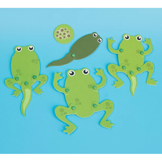 [火柴人科學][現貨] 小蝌蚪 蝌蚪的成長 生命教育 生物科學 科學實驗