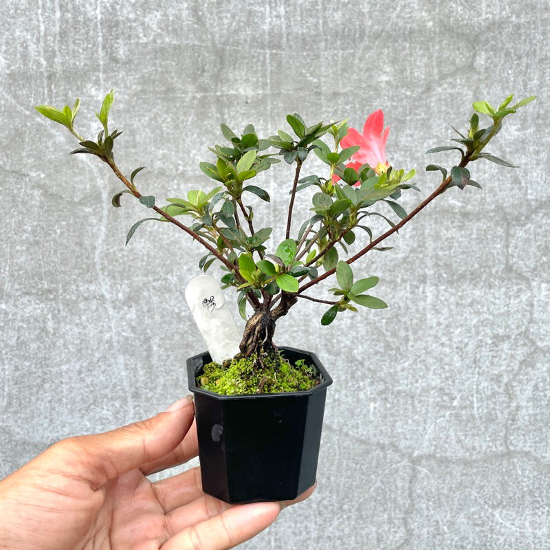 《野趣小品盆栽》日本品種·皋月杜鵑·小裸根