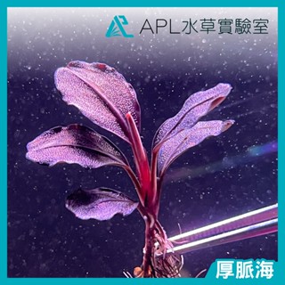 APL水草實驗室 - 厚脈海 辣椒榕 神秘草 水中葉