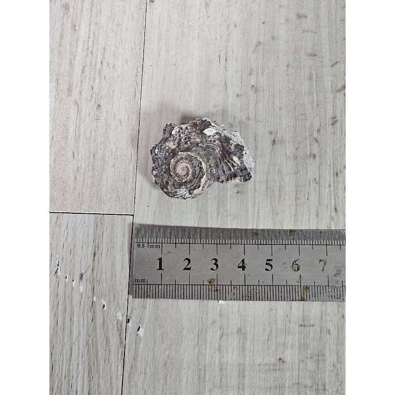 寵物用品 寄居蟹 化石螺