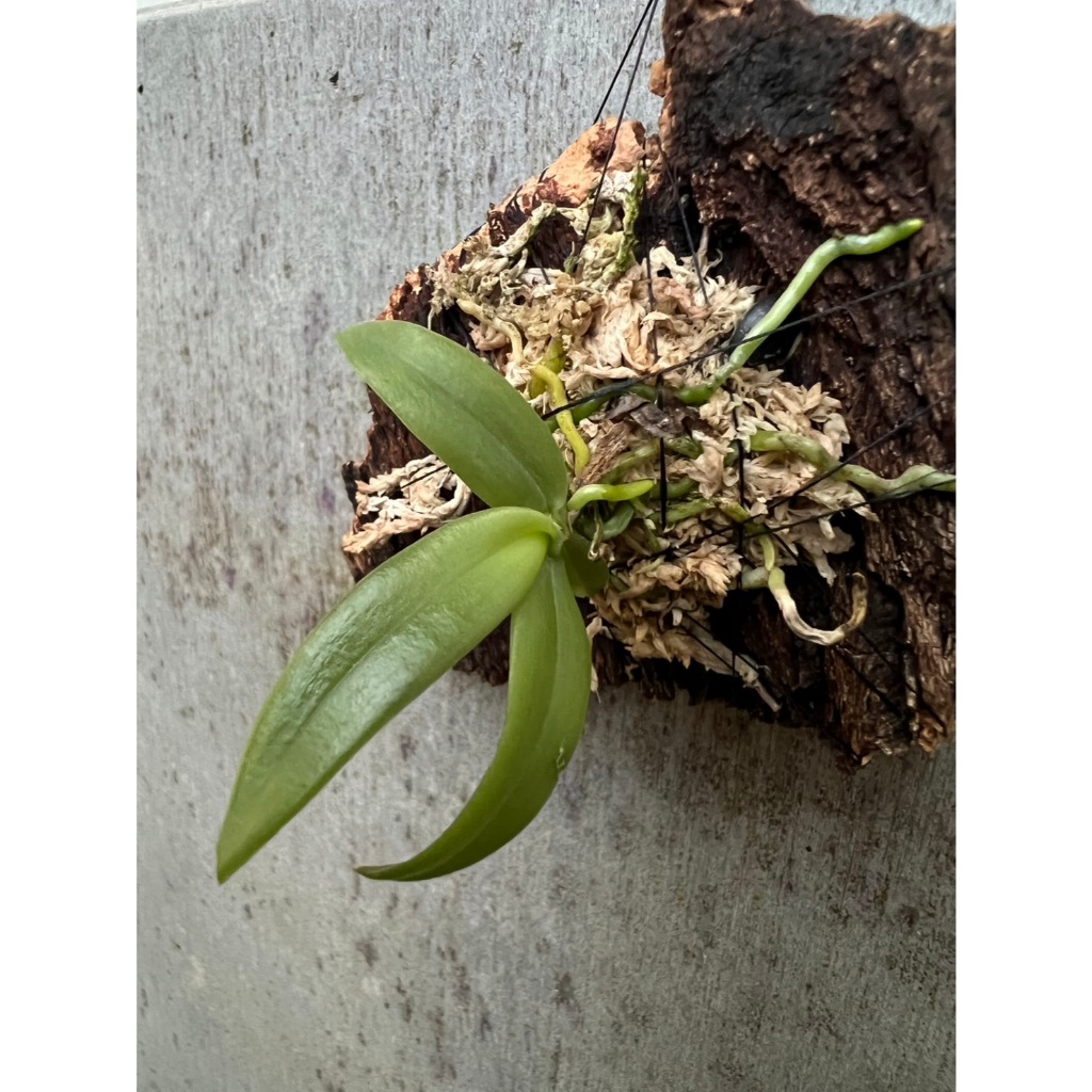 噢葉design "Ascochilus appendiculata" 蘭花、塊根植物、圓葉花燭、蔓綠絨、鹿角蕨