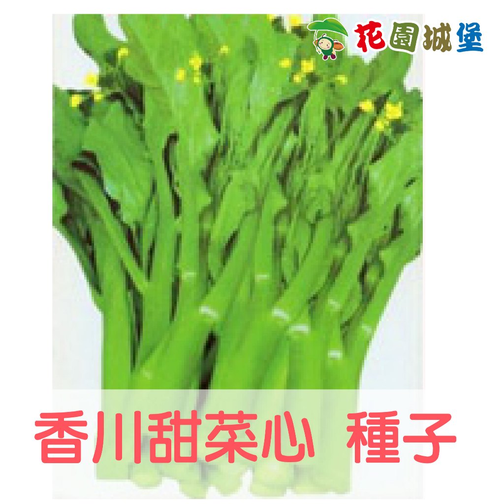 香川甜菜心種子 莖骨粗大 頂有花蕾 葉色鮮翠綠 清甜可口 健康蔬菜 花園城堡