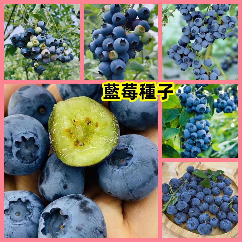 🔥【台灣藍莓種子】 水果種子 藍莓種子 庭院陽台盆栽種植 耐寒耐熱種植 果樹