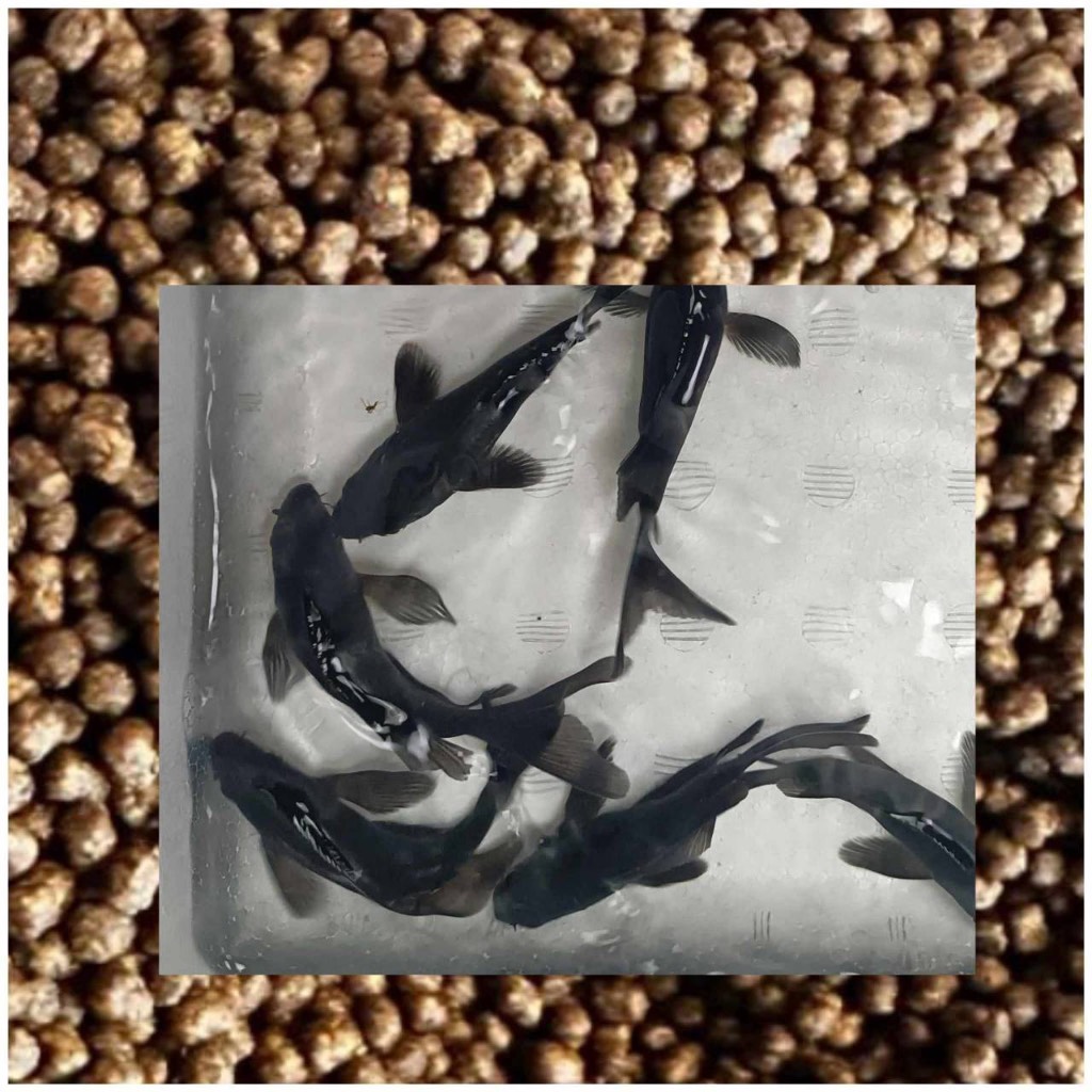 黑蝴蝶龍鯉 約4-5/8-10公分 水族器材 配件