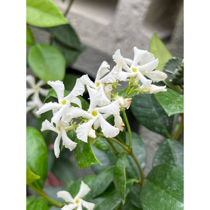 風車茉莉｜Fetid Star Jasmine 🌿植悟誌 5吋盆