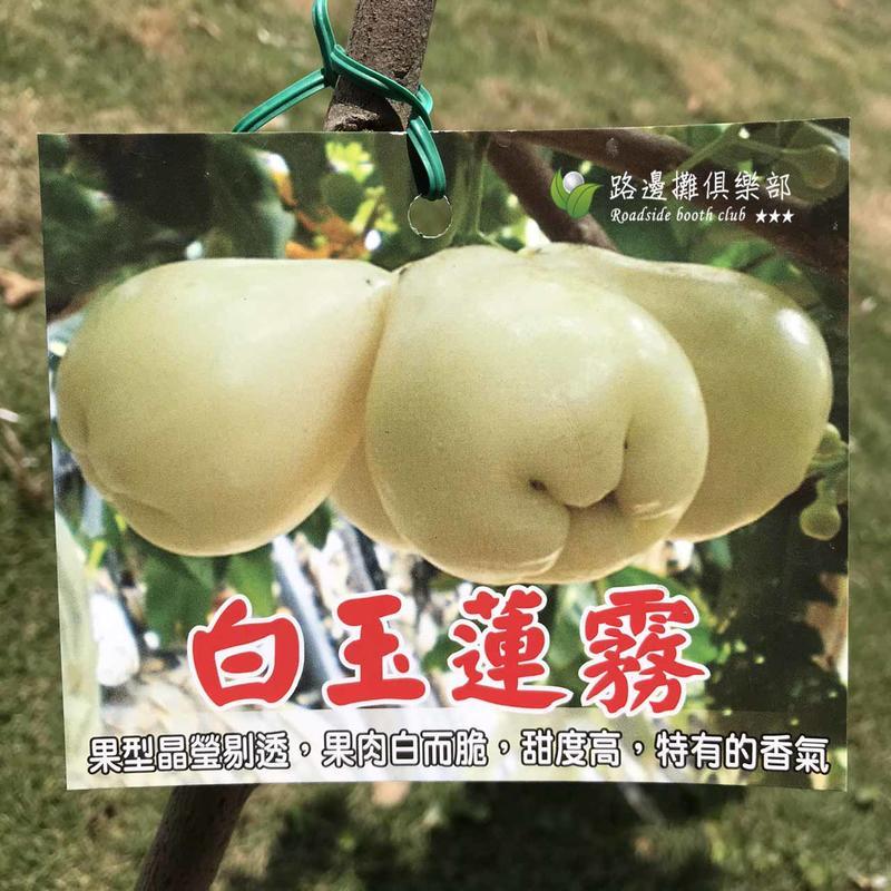 白玉蓮霧- 比價撿便宜- 優惠與推薦- 2026年7月