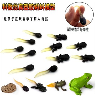 <蟹蟹你的愛2館> 中國樹蟾蝌蚪，擺設模型，擬真中國樹蟾蝌蚪擺飾，可愛，勿直接下標，聰明的就懂，需看扭蛋詳細圖請私訊