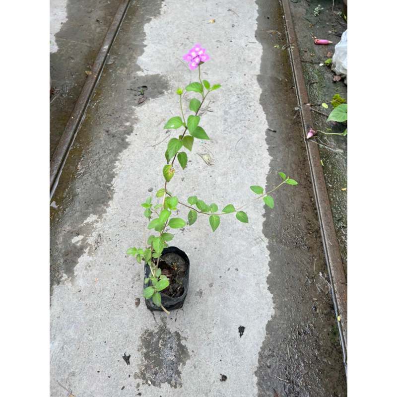 紫花馬櫻丹  （蔓性 地被植物 整年開花）