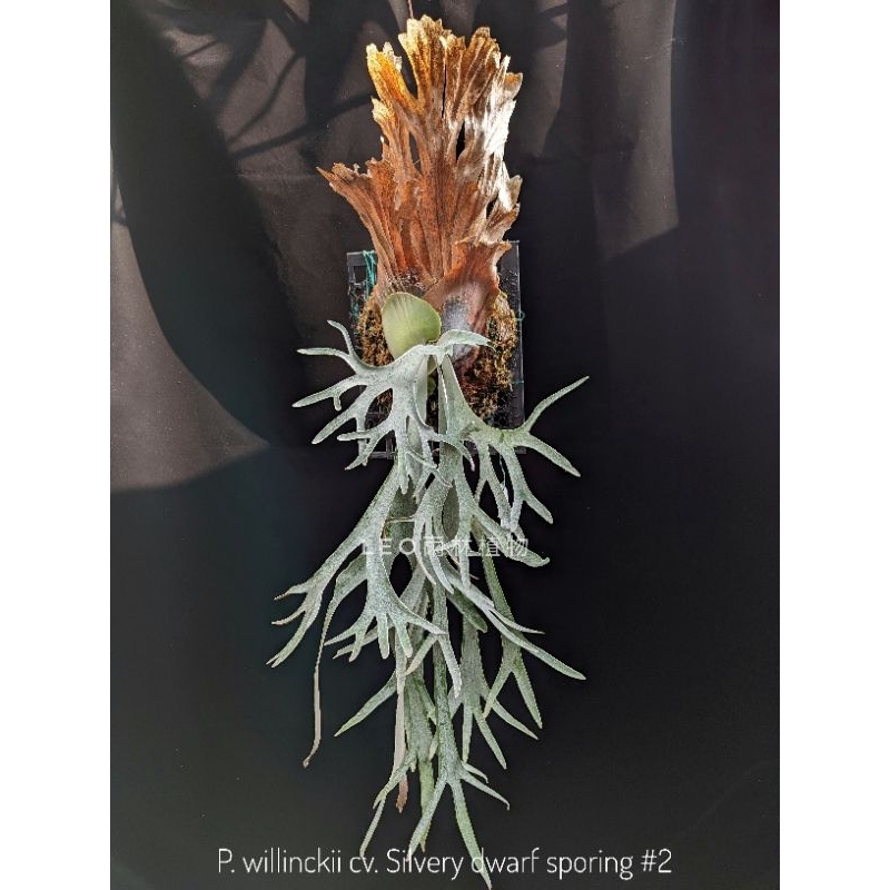 dwarf willinckii的價格推薦- 2025年11月| 比價比個夠BigGo