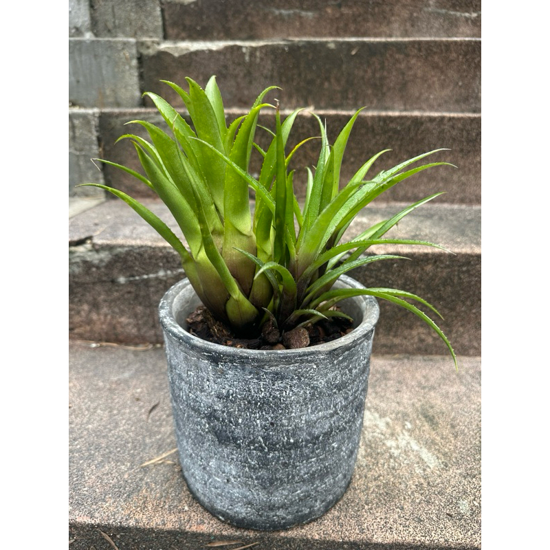 有紫色肚子的積水鳳梨Aechmea Recurvata（和人頭盆器絕配）