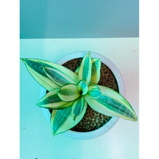 植plant & flower ~ 黃金虎皮蘭 姬佛手虎皮蘭 桌上擺件 室內植物