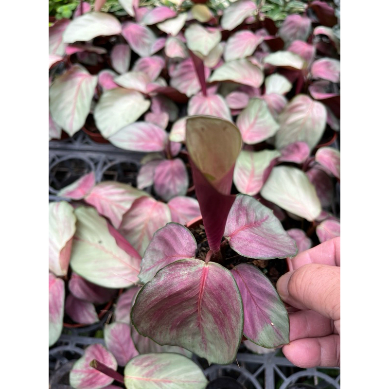 白玫瑰 竹芋 / 3吋～雨林觀葉植物⋯