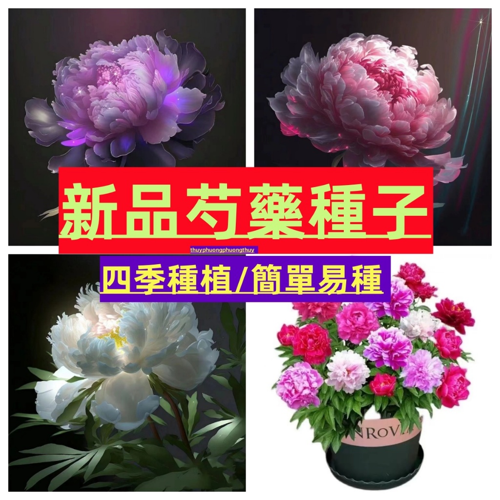 🔥芍藥種子🔥 耐寒重瓣大花芍藥花苗觀賞花卉大苗牡丹種苗盆栽年年開花觀賞盆栽 花開富貴球莖 易活室內外盆栽陽台