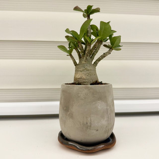 【一畝禾】附手工底盤 沙漠玫瑰 素面水泥盆 室內植物 懶人盆栽 免澆水 淨化空氣 觀葉植物 室內植物 懶人盆栽