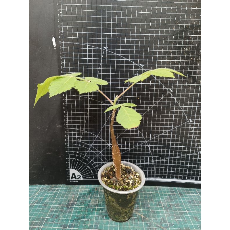 裂欖（Bursera excelsa）實生株
