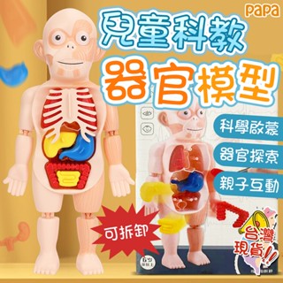人體器官模型 人體構造 科學玩具 人體器官玩具 學習人體器官 人體模型 認識人體結構 過家家 兒童玩具 醫生玩具