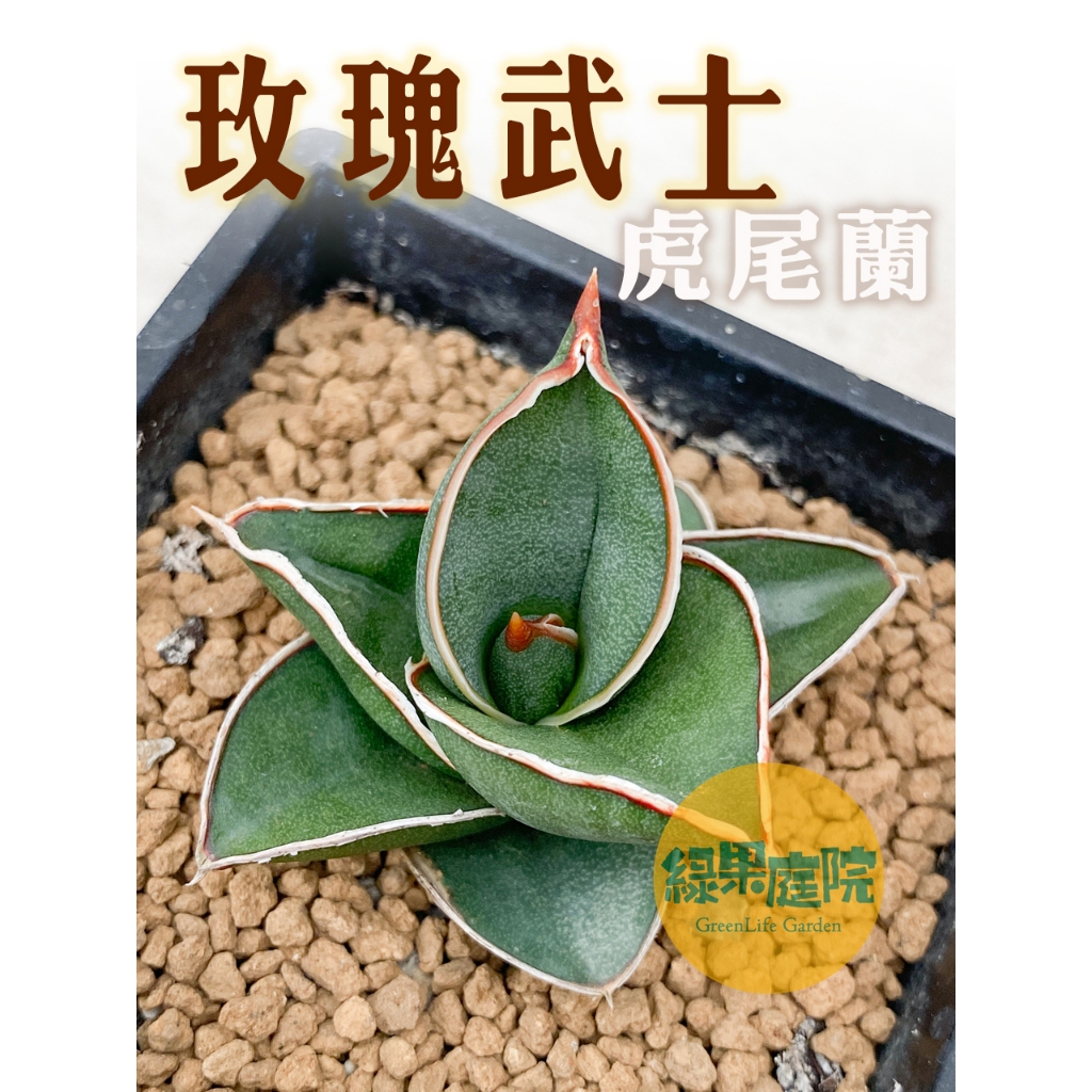 綠果庭院-虎尾蘭 玫瑰武士 稀有虎尾蘭Sansevieria Samurai Dwarf 多肉植物