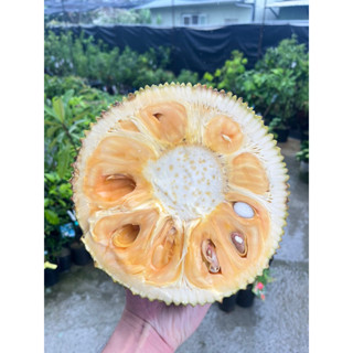 ★綠霖園藝★泰8 波羅蜜嫁接苗高度約60公分 觀賞植物/水果樹苗/新興果樹/果苗/嫁接/植物/盆栽