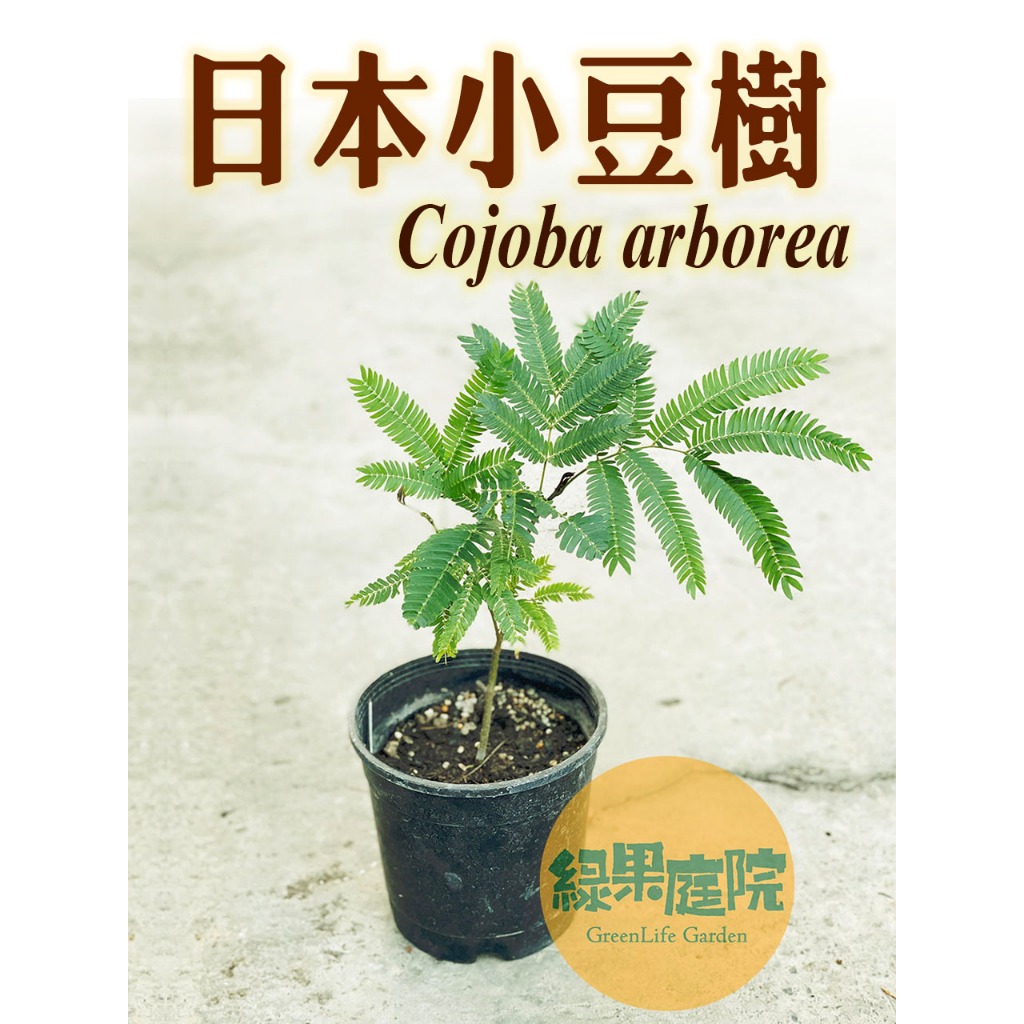 G綠果庭院-花卉苗木-小豆樹 3吋盆  5吋盆 日本小豆樹 豆科 雞髯豆屬 非耳豆樹耐陰植物療癒 辦公室 室內網紅植物