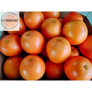 🎈現.貨🎈模擬西柚 泡沫假柚子模型超市賣場櫥窗展示假西柚裝飾道具