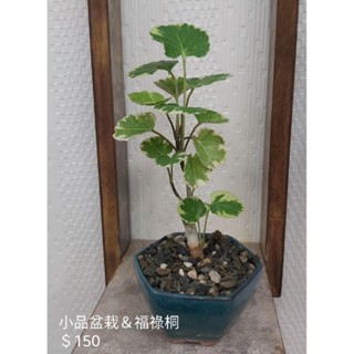 【四季園手作】福祿桐/綠化植物/室內植物/室外植物/觀葉植物/發財樹/富貴樹/室內盆栽/室外盆栽/6角3吋盆