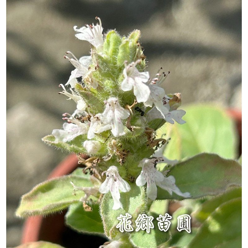 《花鄉苗圃》  白尾蜈蚣、白馬蜈蚣、散血草、九味一枝蒿