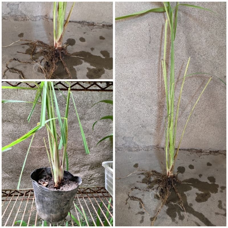 ［實藏園］檸檬香茅草,培根裸苗/盆苗