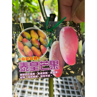 泰皇 芒果🥭｜4吋苗植～嫁接果樹苗木⋯
