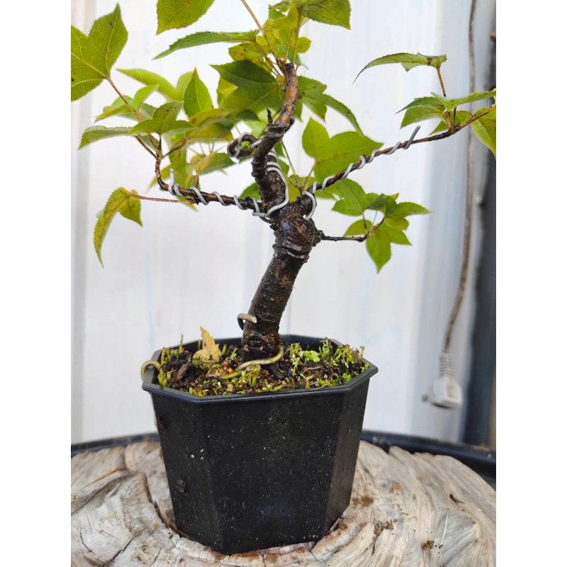 楓盆栽的價格推薦- 2025年11月| 比價比個夠BigGo