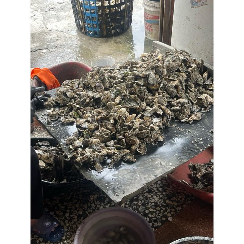 嘉義東石 | 帶殼的蚵仔