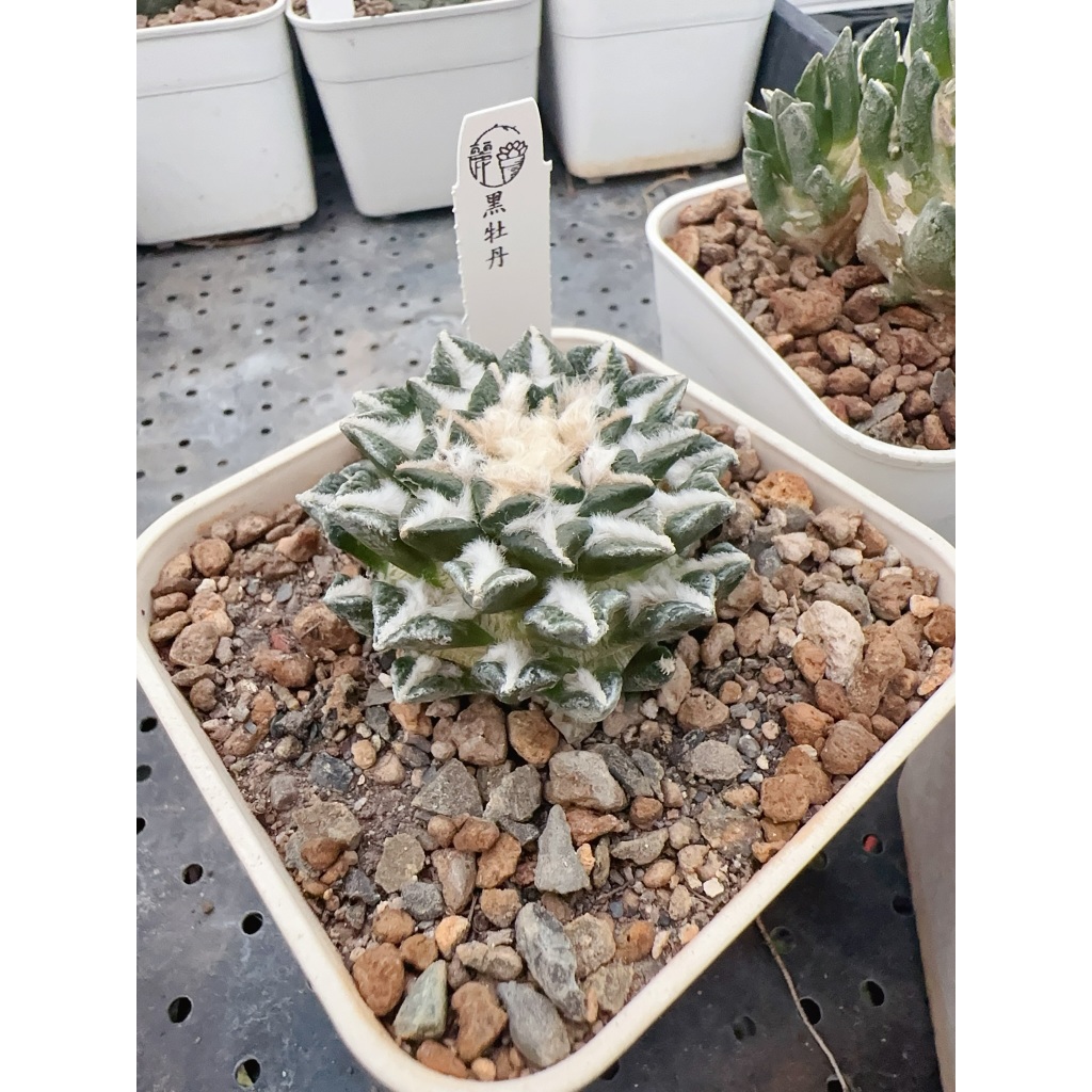 麗加-黑牡丹-特選單品-一物一拍-多肉植物-稀有塊根、精品仙人掌、仙人球-圖約10cm方盆-短台木降接