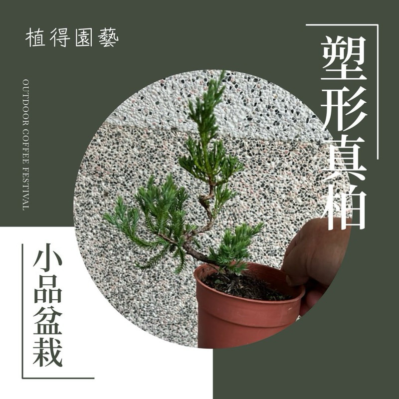 植得｜塑型 真柏｜小品盆栽