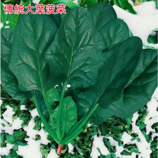 SH蔬菜種子 大葉菠菜 小葉菠菜 四季蔬菜 紅梗菠菜 冬季種籽 耐寒耐熱 菠菜種子