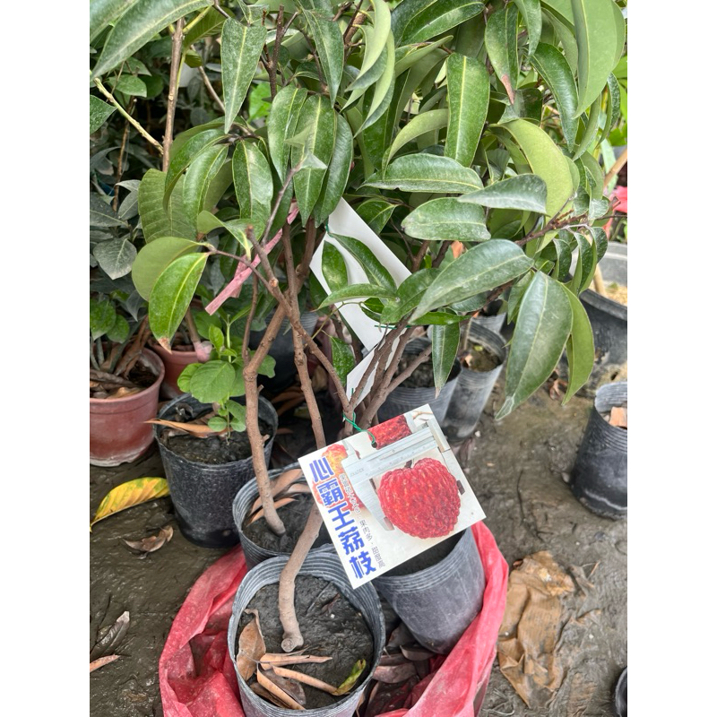 霸王荔枝苗約60-80cm
