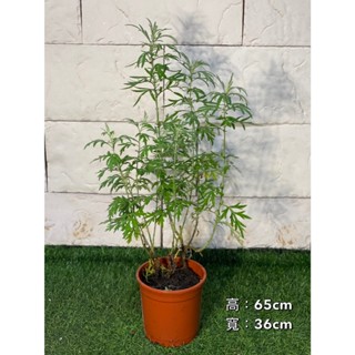 新芯晨花園香料香草植物專賣/桃園三民店/艾草/精品盆栽獨家通路