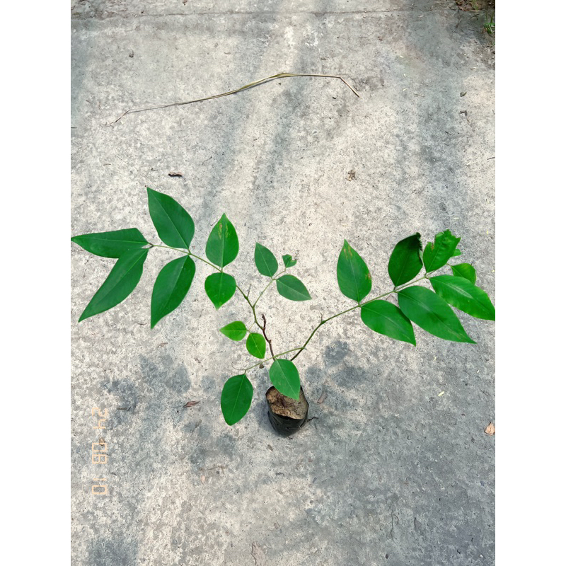 《JC小品園藝》阿勃勒3寸盆/植栽/植物/園藝/花藝/日照植物/開花植物/觀花植物/喬木植物/夏季開花