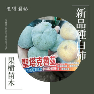 植得｜聖塔克魯茲 白柿·冰淇淋果｜果樹苗木