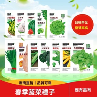 蔬菜速生五十天可生長可多次採摘 家庭蔬菜種子客家芥菜 番茄種子 蔬菜種子大全 四季播種蔬菜種子 陽臺庭院種植菜盆栽種子
