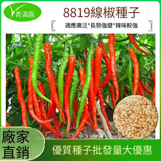 （買五送一）四季種植 四季種植 易種植庭院盆栽 快速生長 8819線椒種子香辣細長朝天椒螺絲椒美人椒小米椒籽紅辣椒大全