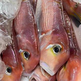 【漁讚】野生馬頭魚／馬頭魚／紅馬頭魚／甘鯛／馬頭魚一夜幹／白馬頭魚／清蒸魚／海鮮宅配／真空宅配／水產宅配