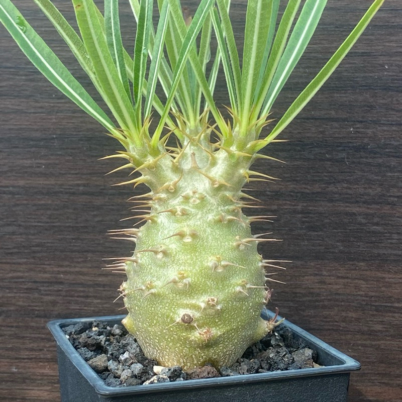 Pachypodium gracilus 象牙宮#實生#棒槌#夾竹桃#塊根#多肉 K&G