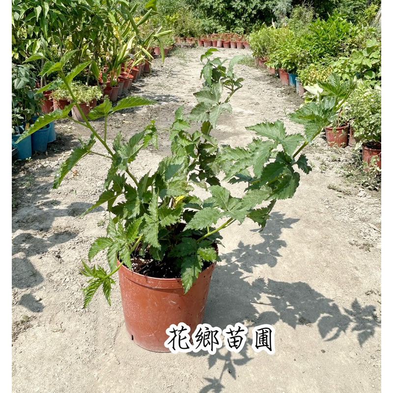 《花鄉苗圃》  黑莓、無刺黑莓