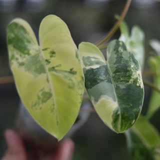 斑葉獨角獸蔓綠絨 3吋盆苗 觀葉植物 耐陰植物 室內植物 園藝 療癒 植栽 植物 盆栽【阿金的便秘花園】PP210