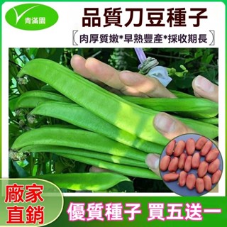 ✨原廠直銷【包裝種子】厚肉大刀豆種子春季夏季秋季耐熱四季蔬菜挾劍豆特長大刀豆種籽